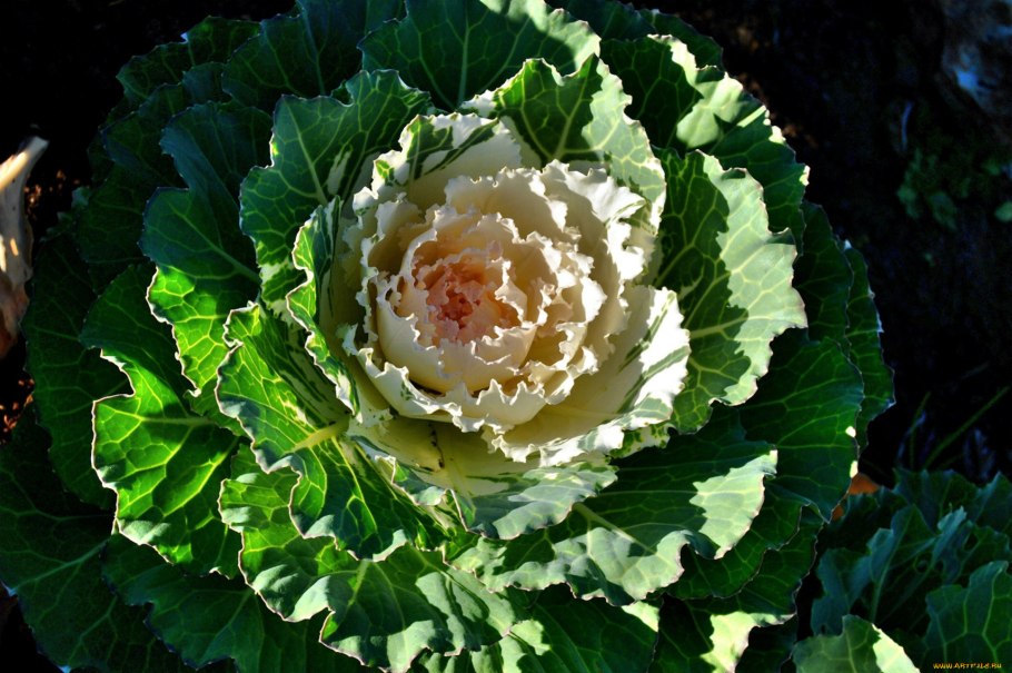 Капуста декоративная Виктория