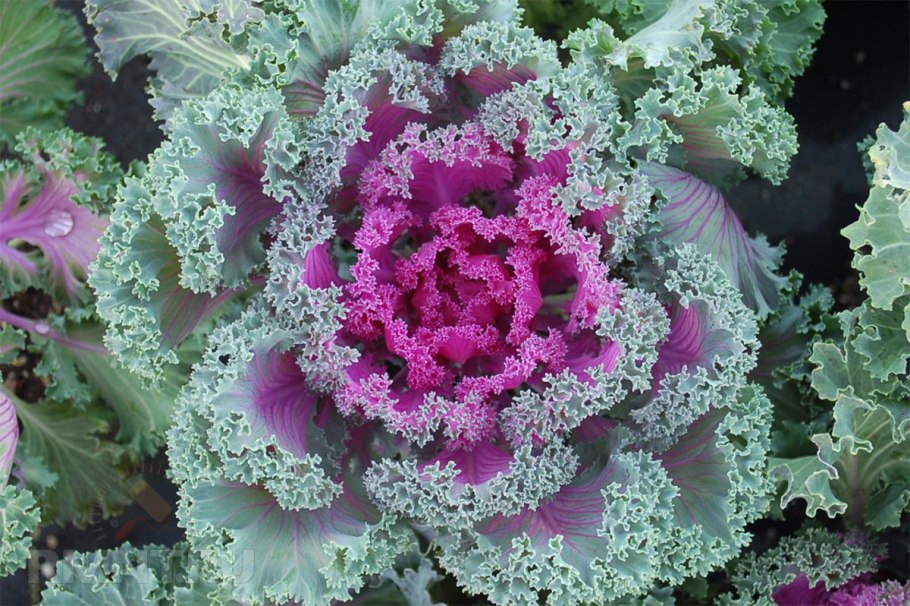 Капуста декоративная Крейн красная