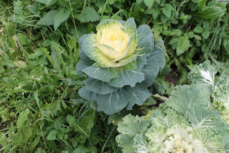 Капуста Пиглон