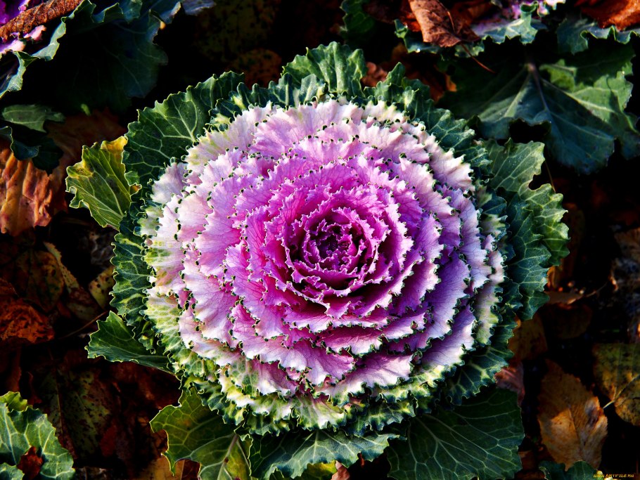 Декоративная капуста Brassica oleracea