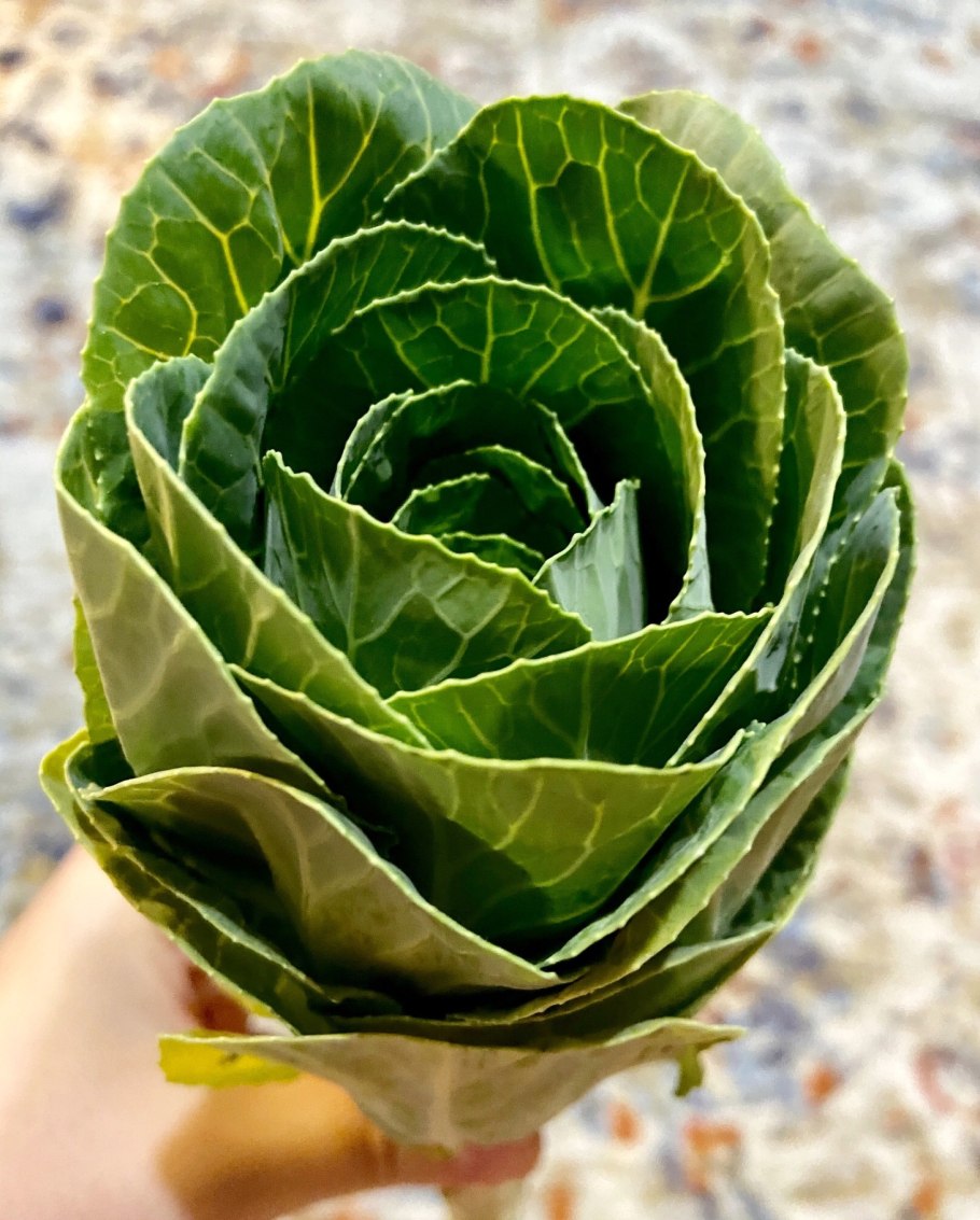 Брассика Элеганс