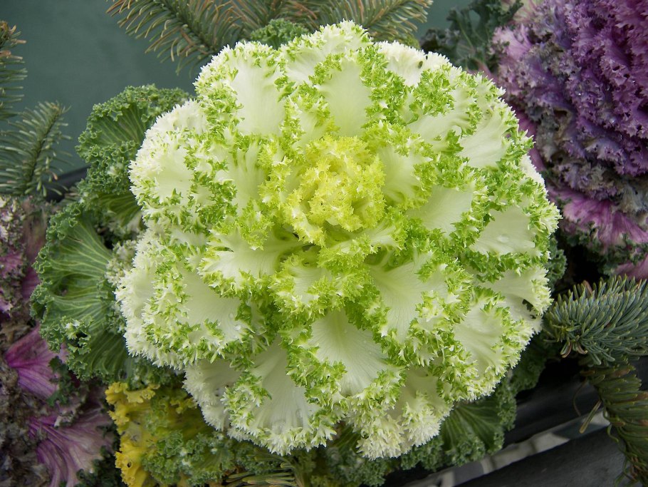 Брассика Крейн куин