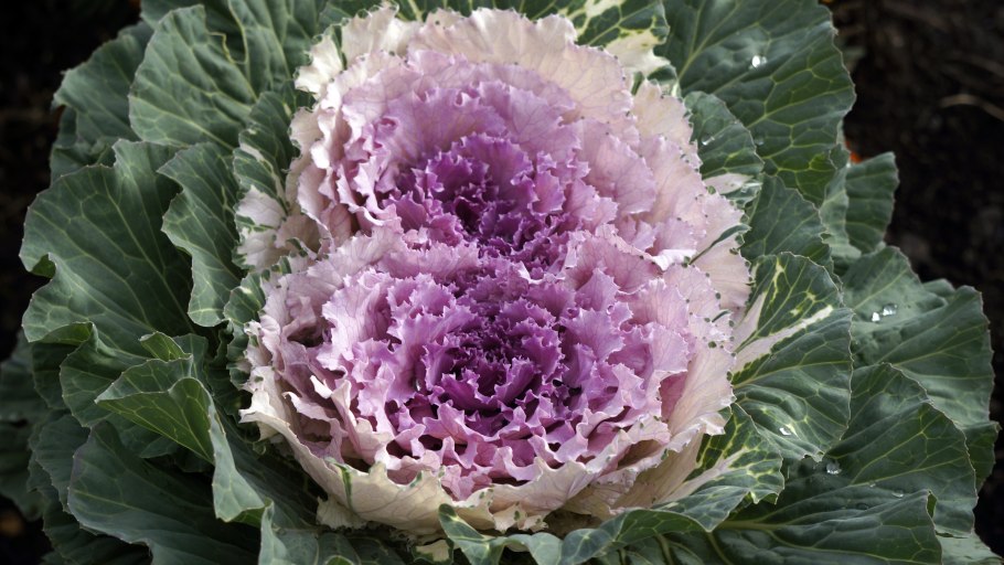 Капуста декоративная Пикок Red