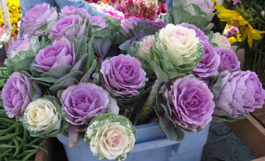 Роза брасика