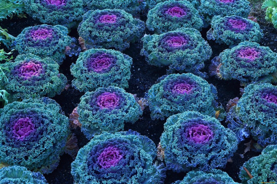 Капуста декоративная Брассика Санрайз