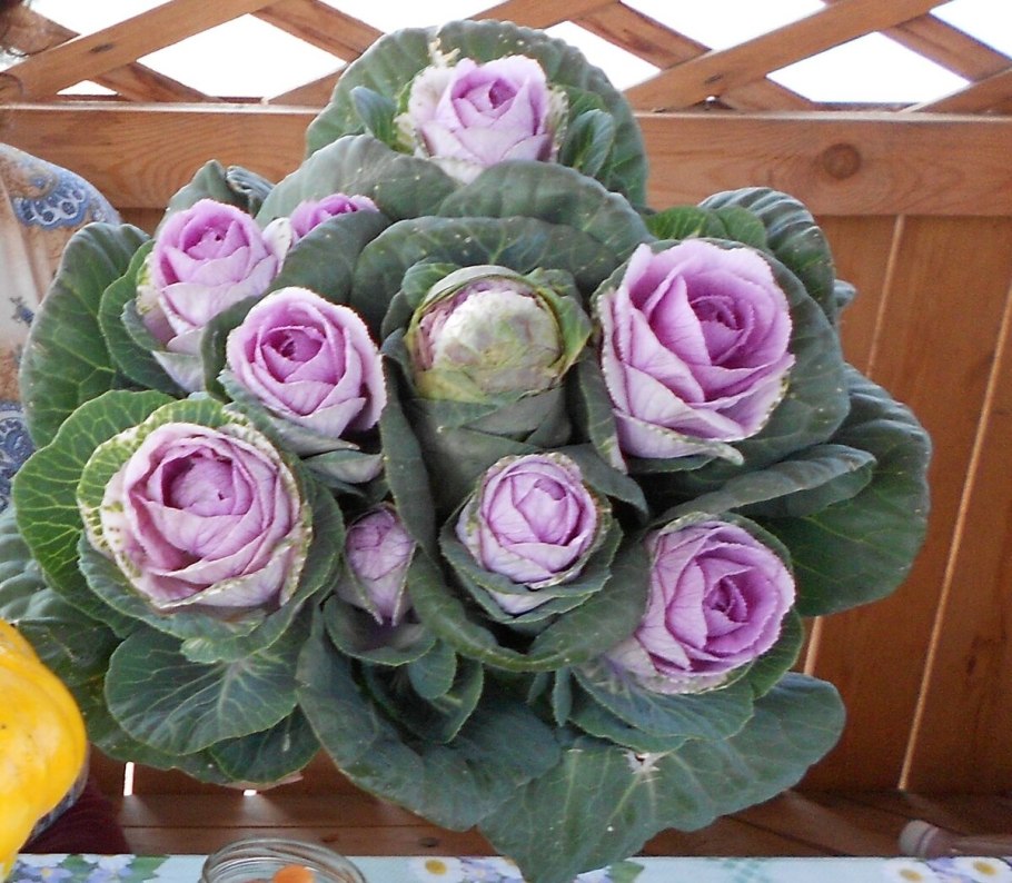 Капуста декоративная Северная роза