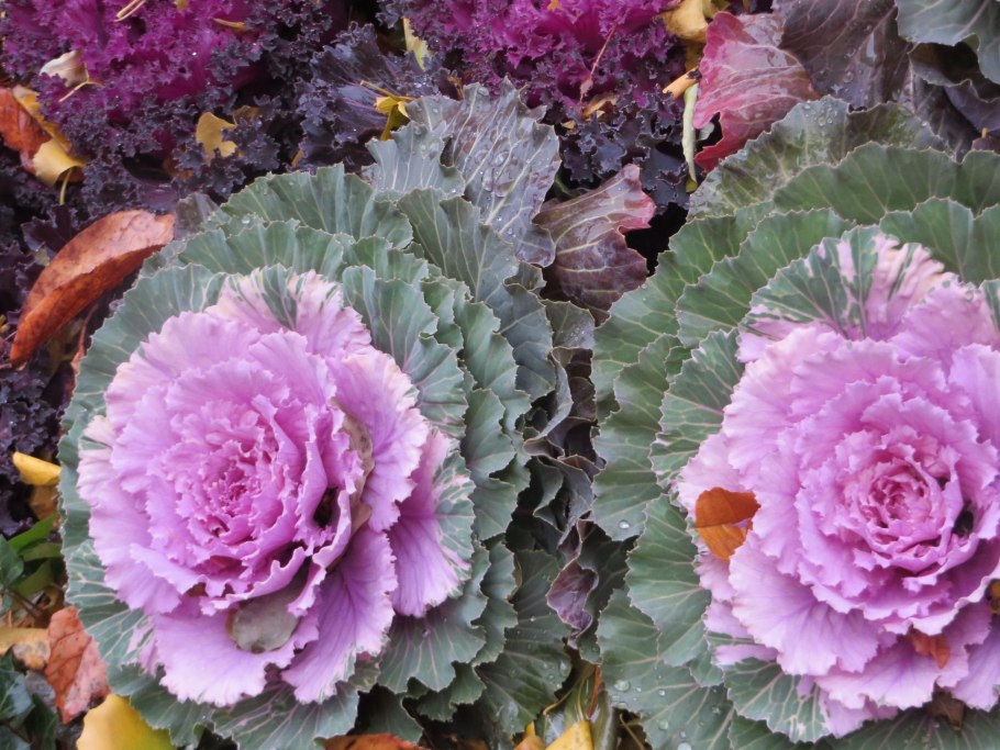 Брассика Токио