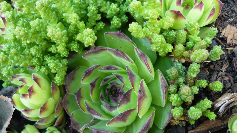 Молодило заячья капуста