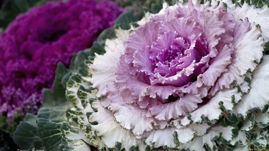 Капуста декоративная (АЦ) Виктория нф207