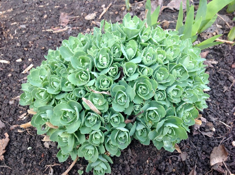 Заячья капуста цветок