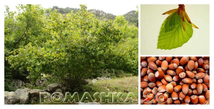 Орех лещина и фундук разница