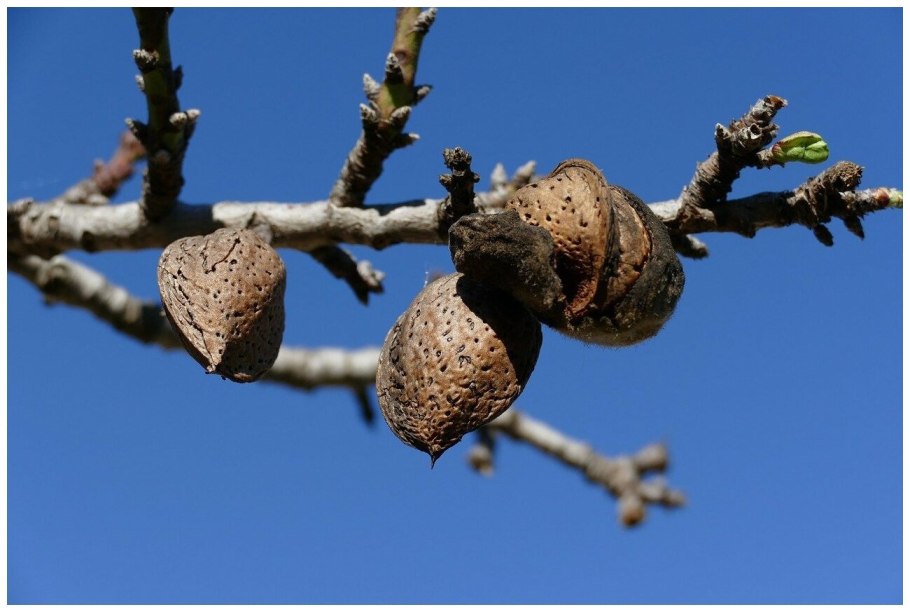 Орех грецкий (Juglans Regia)