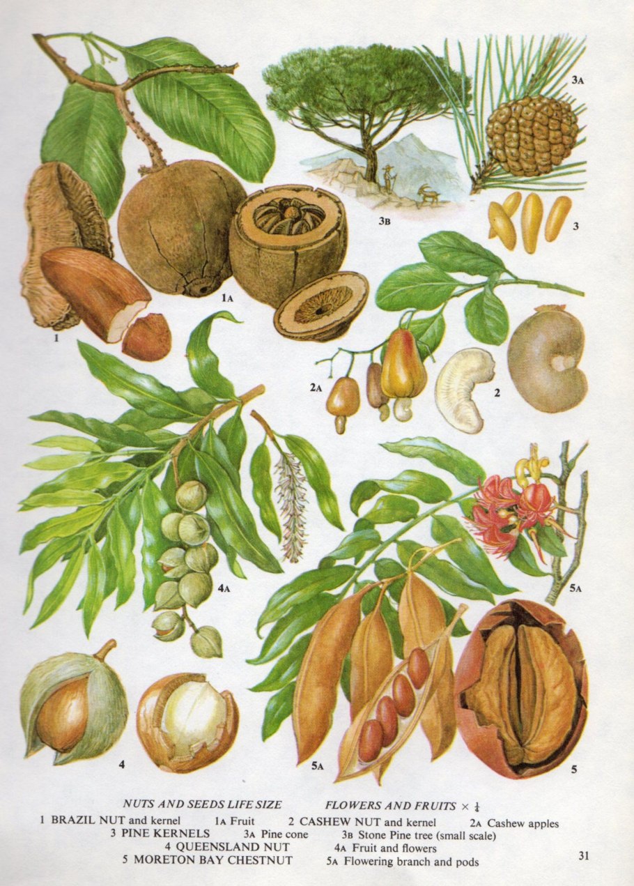 Орех Трапезунд дерево