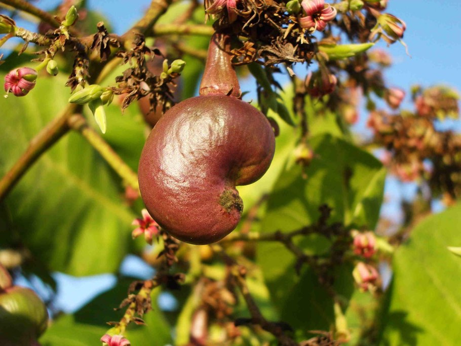 Лещина (Corylus avellana);