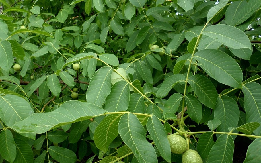 Грецкий орех незрелый плод дерево