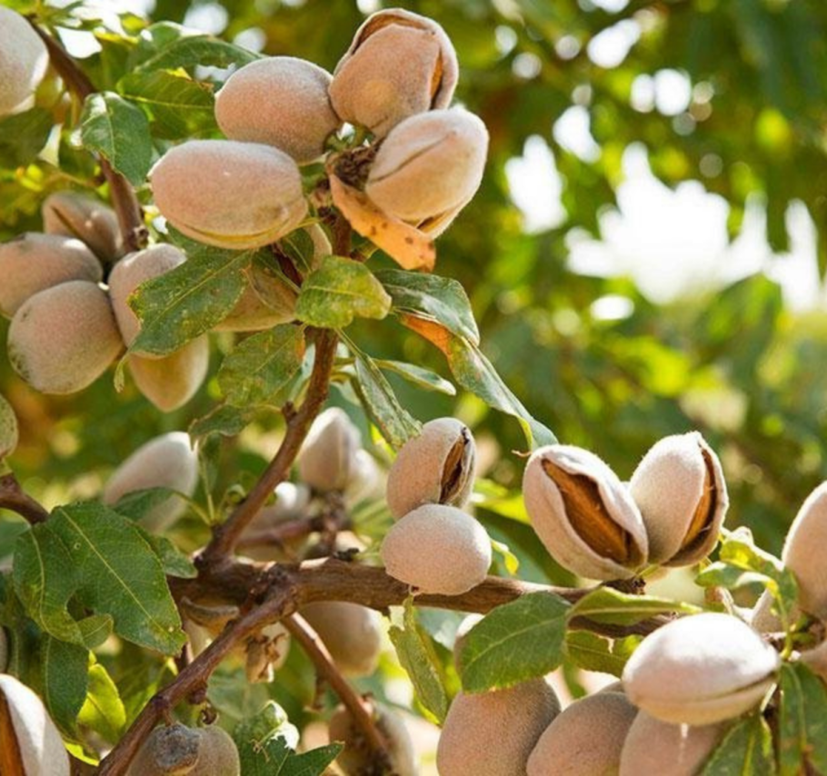 Орешник грецкий дерево