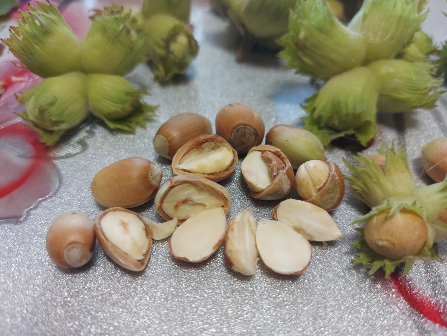 Орех маньчжурский (Juglans mandshurica)