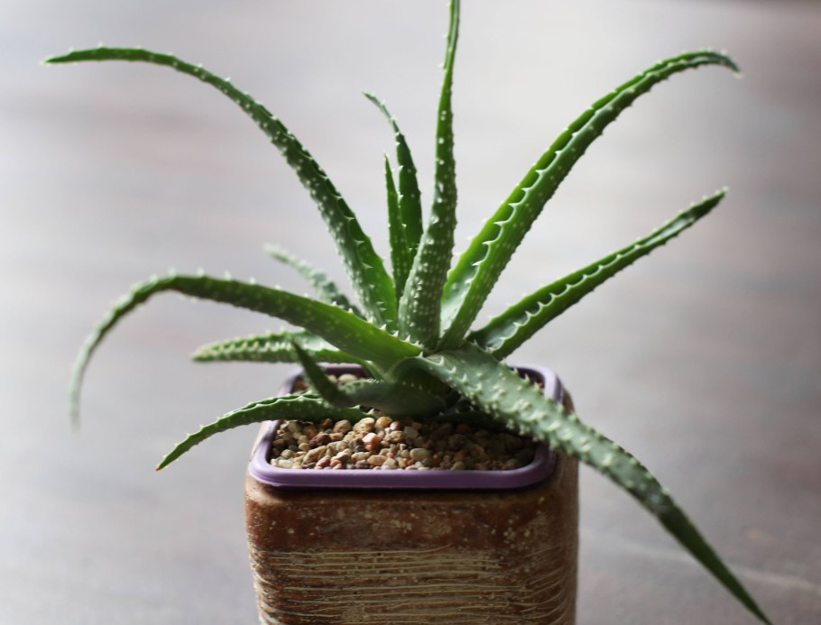 Aloe jacksonii