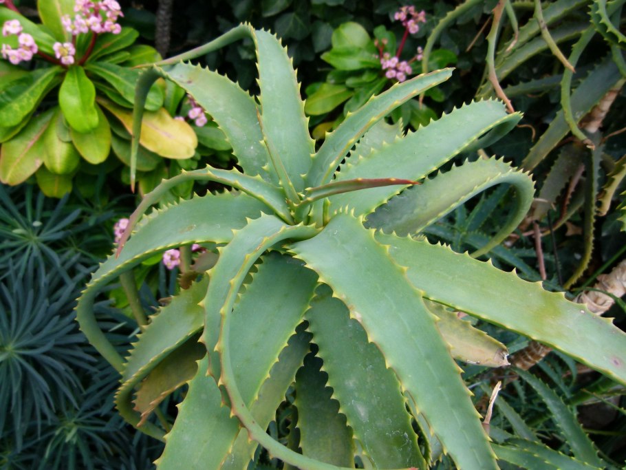 Aloe arborescens
