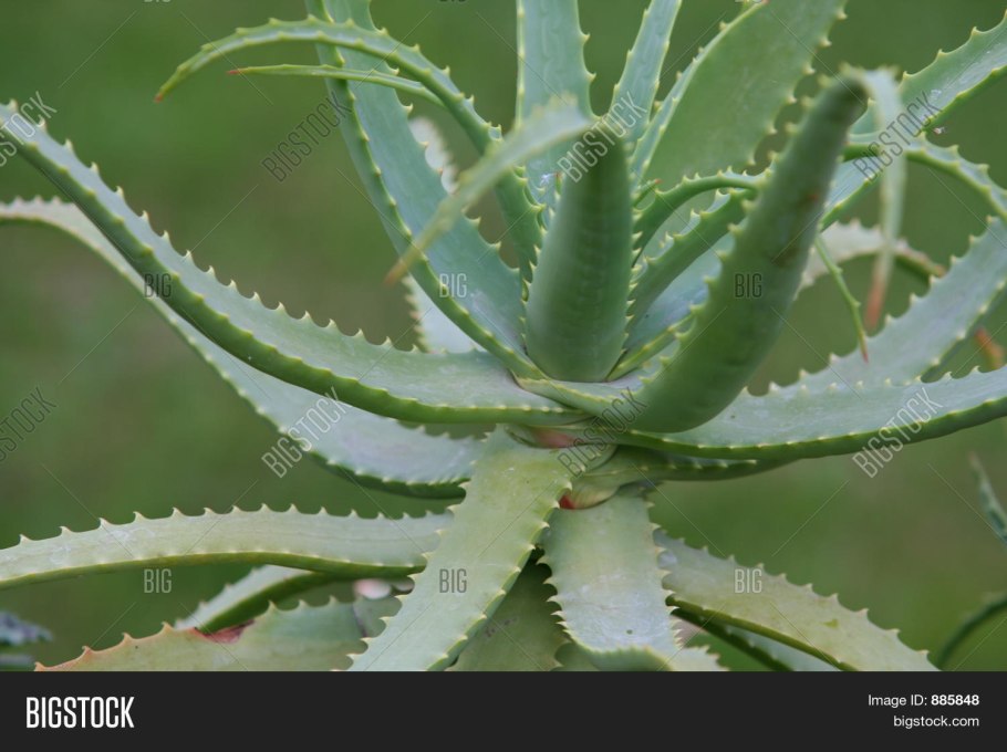 Алоэ столетник Бабушкин