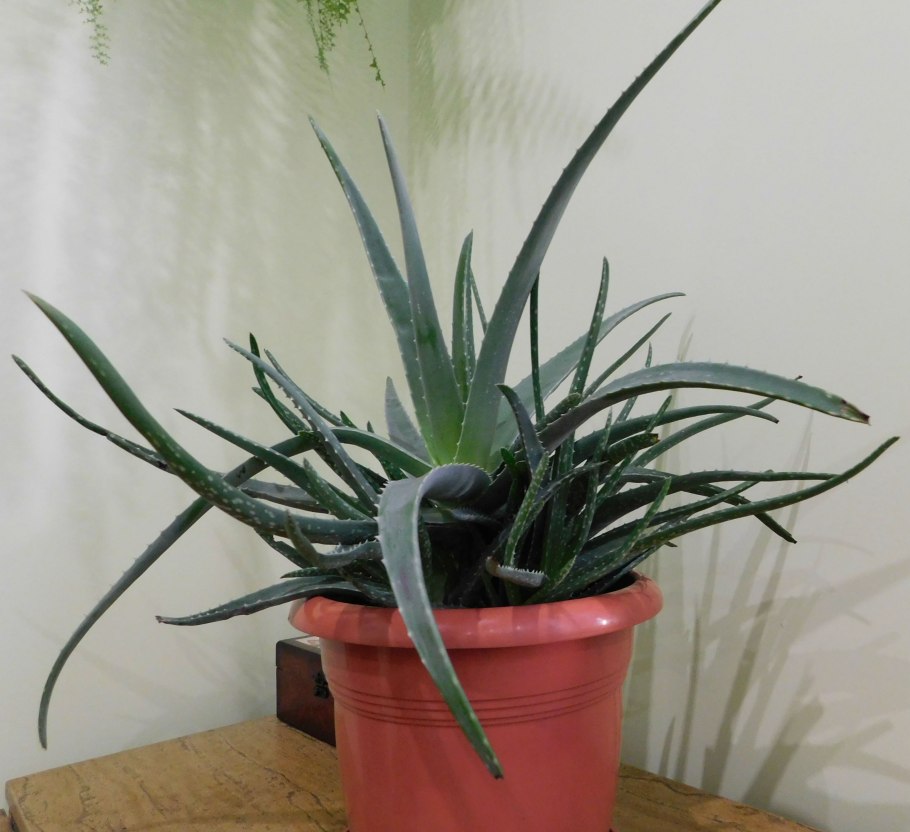 Алоэ без ствола сорт название