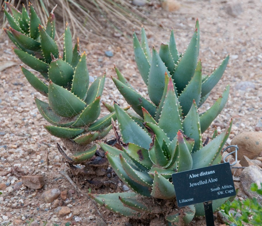 Алоэ Вера семейство Асфоделовые