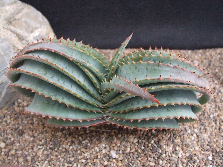 Алоэ Юрасик драгон