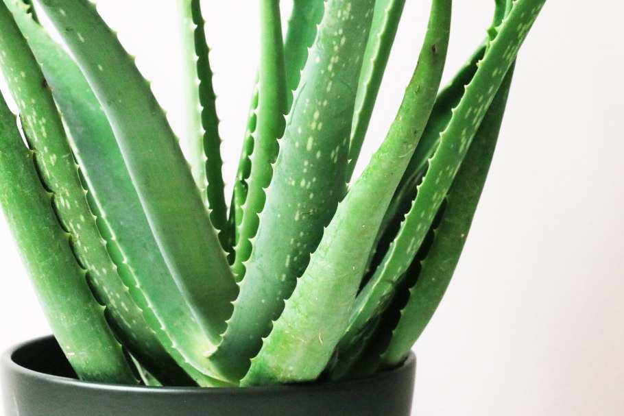 Суккулент алоэ Скуаросса