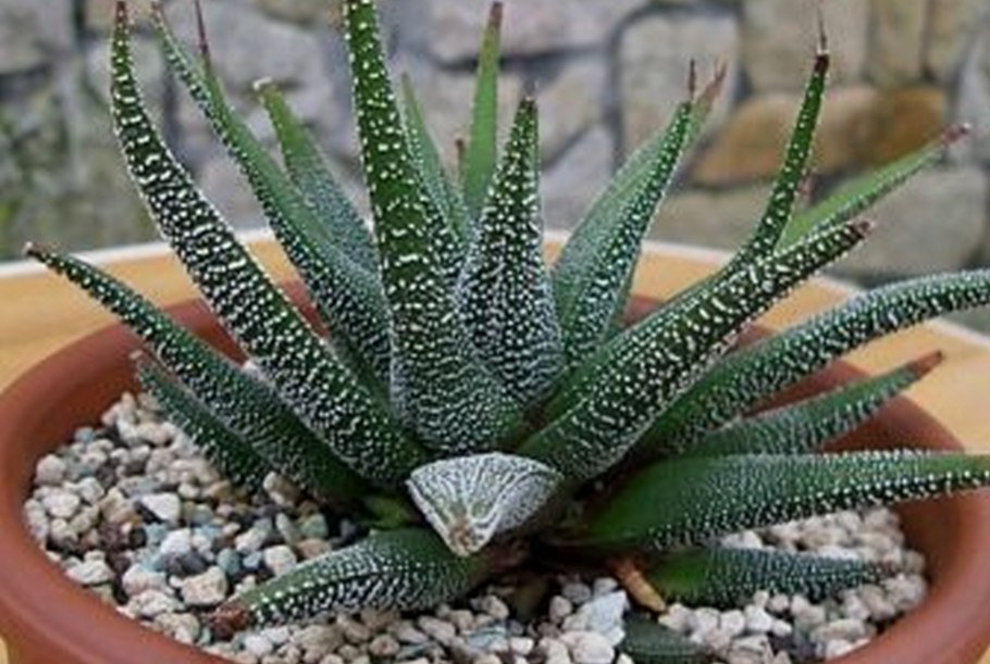 Хавортия аттенуата