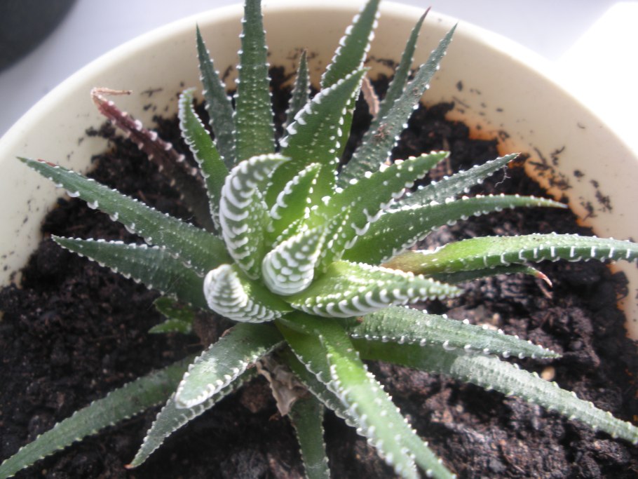 Алоэ семейство кактусовых