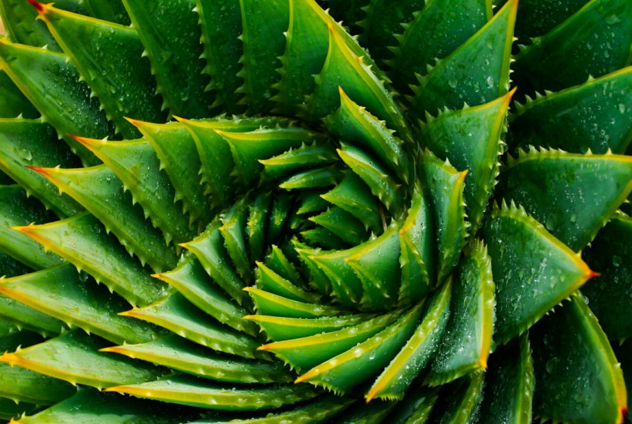 Алоэ Вера фото