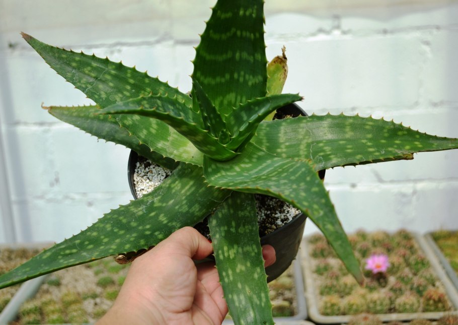 Алоэ Дескоингса