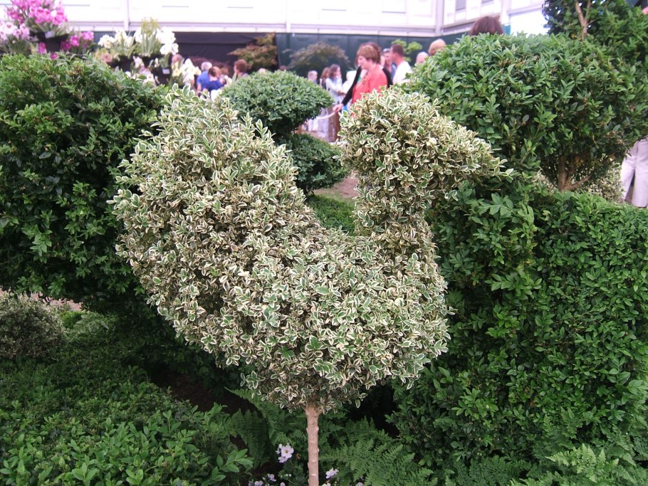 Дерен Шпета