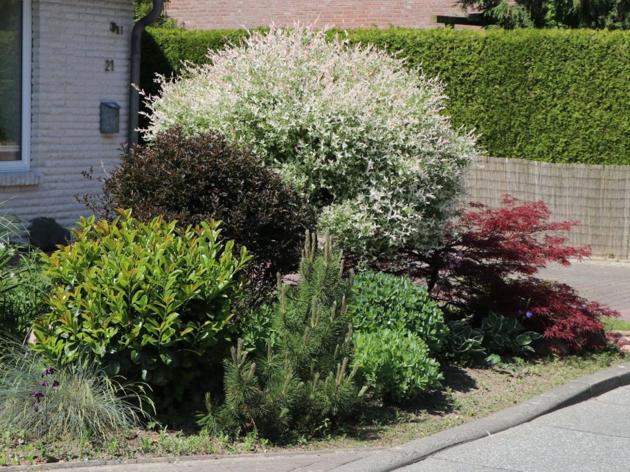 Дерен Коуза / Cornus Kousa
