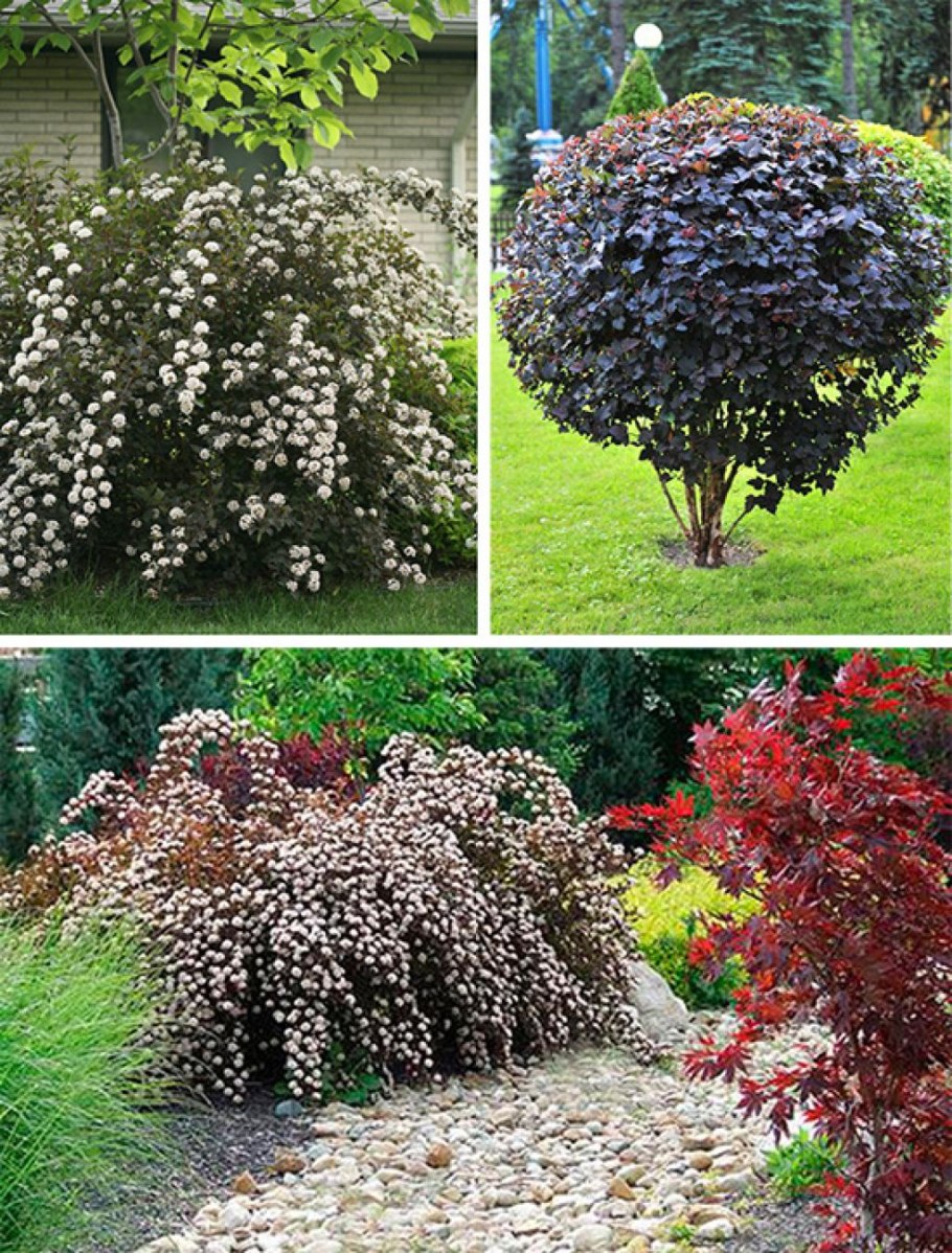 Барбарис Элегантиссима