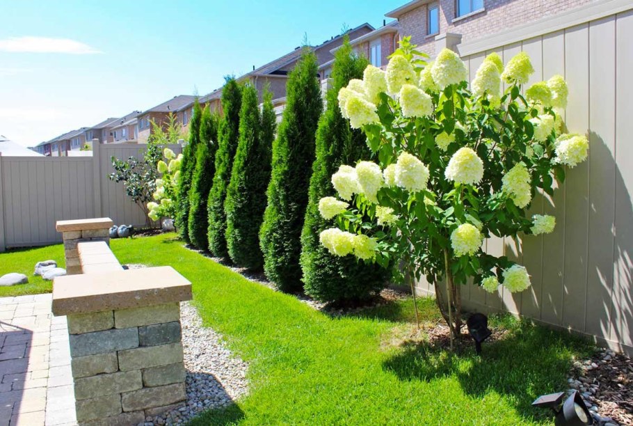 Дерен спирея Барбарис