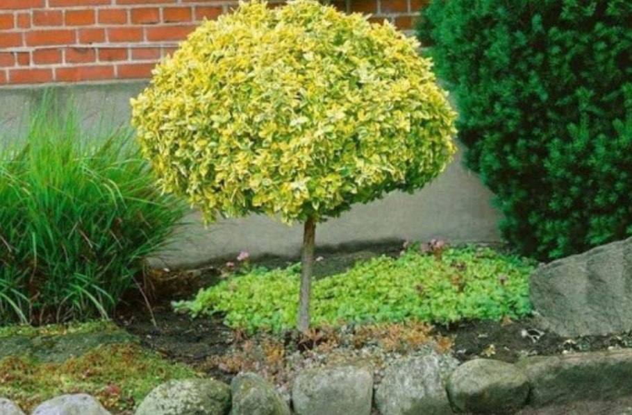 Ива швейцарская штамбовая