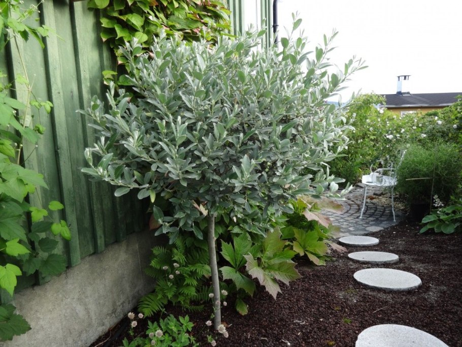 Дерен Коуза (Cornus Kousa chinensis p9)