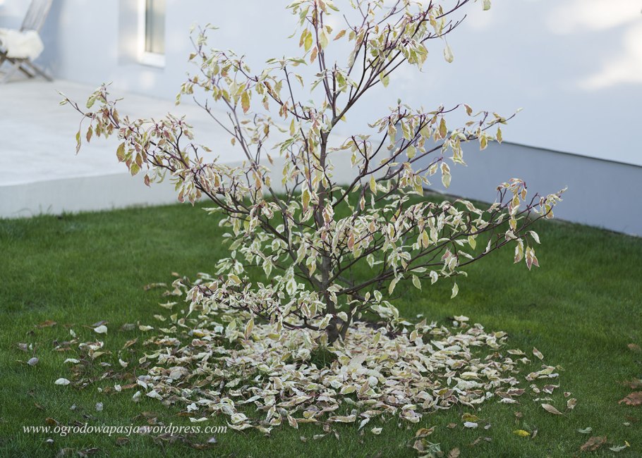 Дерен пагодообразный