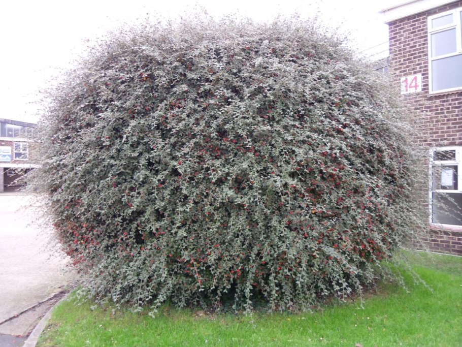 Пузыреплодник Рэд Барон