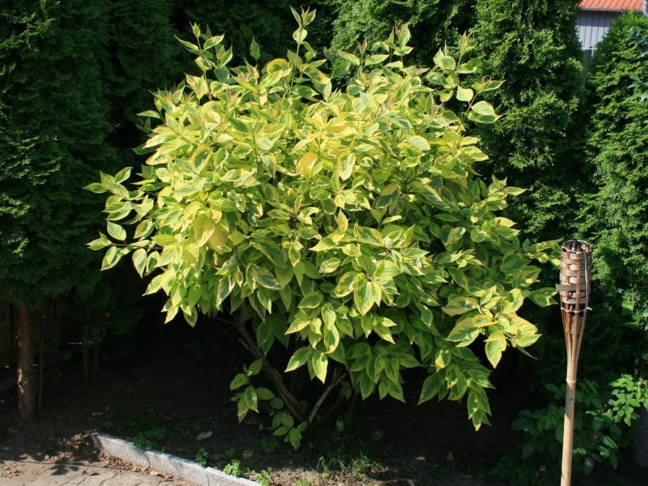 Acer palmatum Atropurpureum