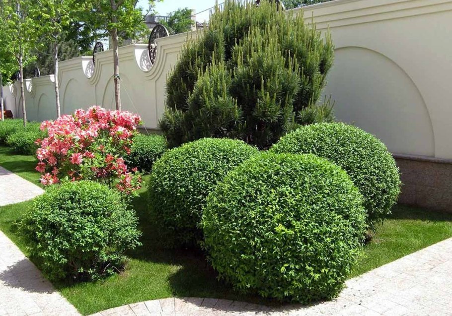 Дерен и пузыреплодник калинолистный