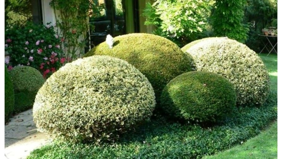 Бересклет японский Браво