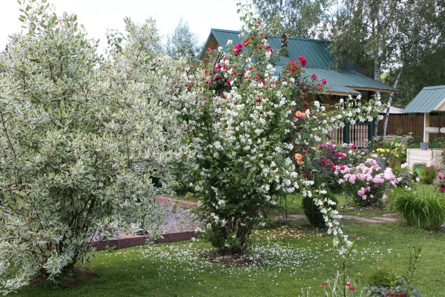 Сирень Палибин на штамбе