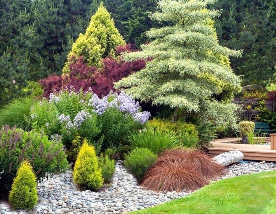 Кизильник Франчетти