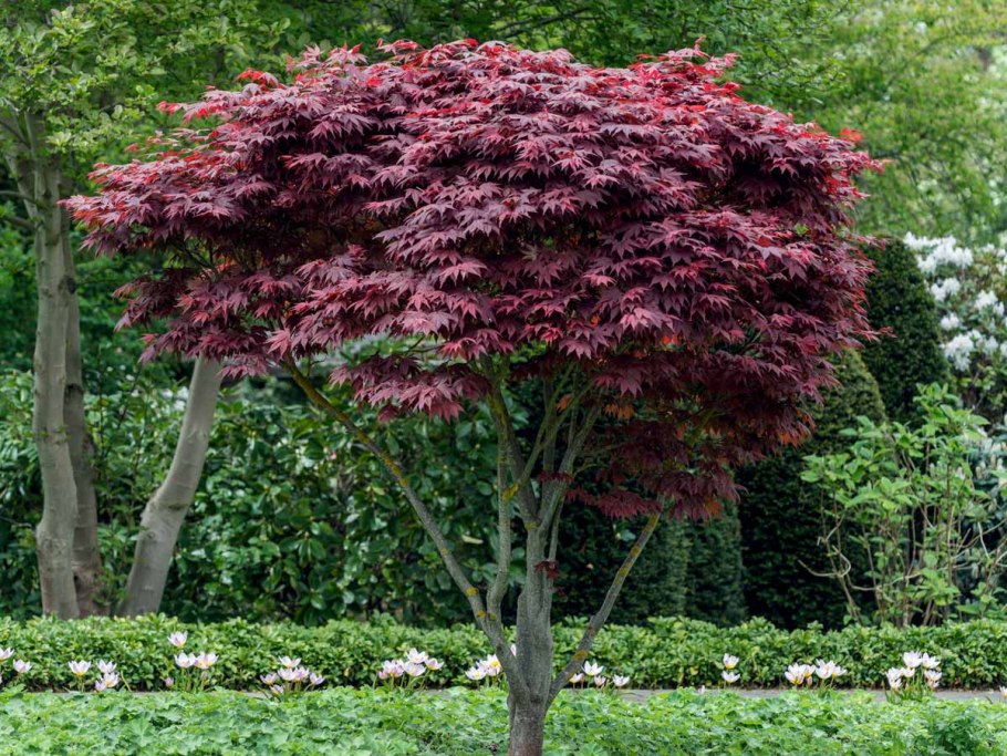 Стрижка ивы Хакуро нишики