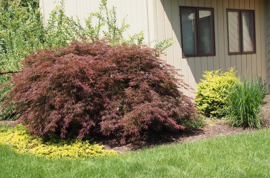 Бересклет крылатый бонсай