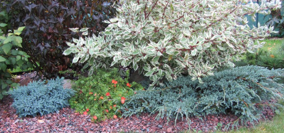 Гортензия метельчатая Лаймлайт