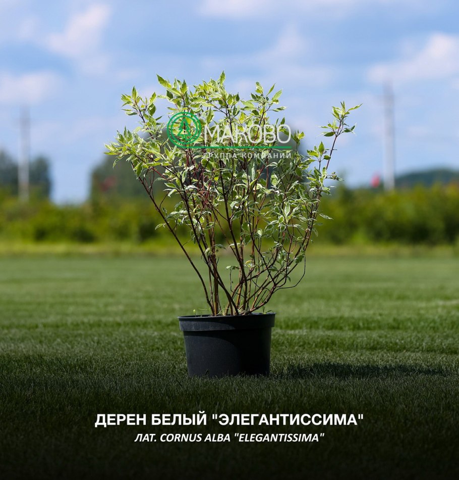 Бирючина самшитовидная