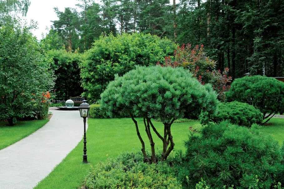 Скумпия штамбовая